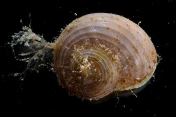 Media type: image;   Malacology 394025 Description: Image of live gastropod taken shortly after collection.;  Aspect: API
